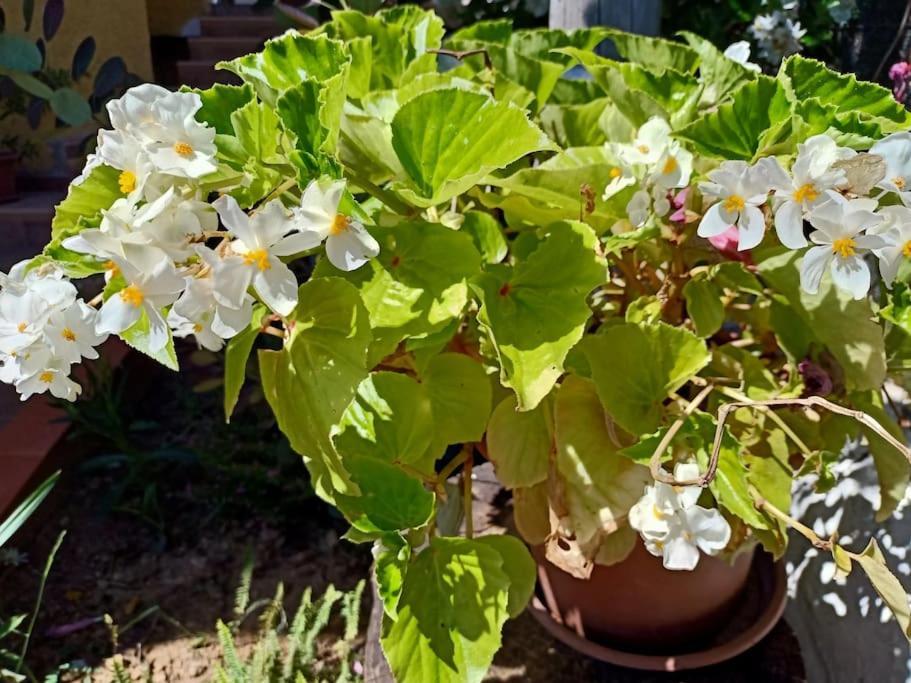 Villa Falconera Apartaments, Gandia A Las Faldas De La Montana Экстерьер фото