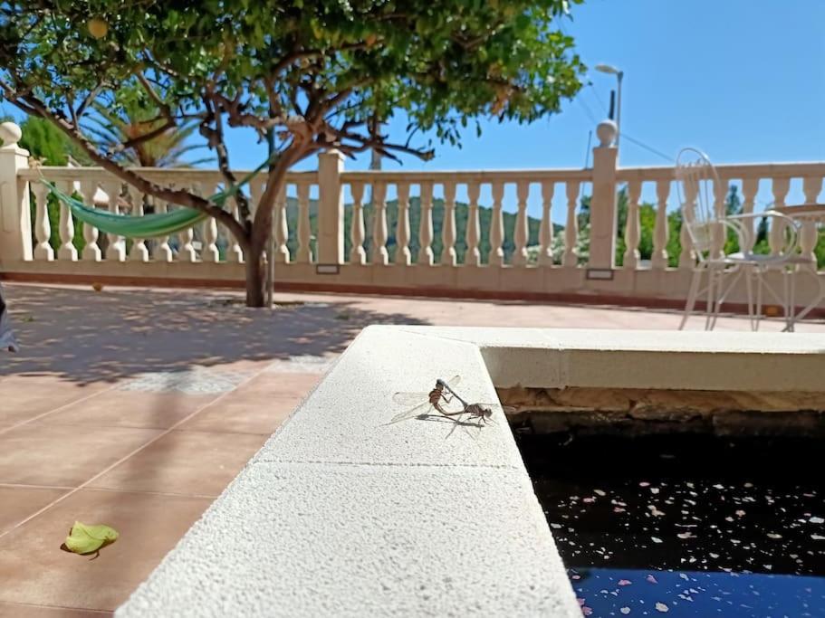 Villa Falconera Apartaments, Gandia A Las Faldas De La Montana Экстерьер фото